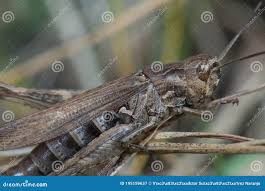 Attēlu rezultāti vaicājumam “Chortippus sp.”