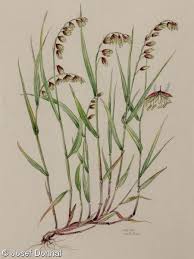 Attēlu rezultāti vaicājumam “Melica nutans”