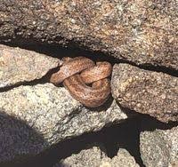 Attēlu rezultāti vaicājumam “Coronella austriaca”