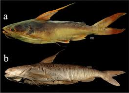 Image result for Bagre marinus