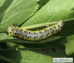 Attēlu rezultāti vaicājumam “Diloba caeruleocephala”