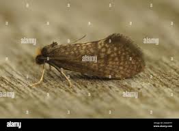 Attēlu rezultāti vaicājumam “Taleporia tubulosa”