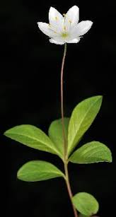 Attēlu rezultāti vaicājumam “Trientalis europaea leaf”