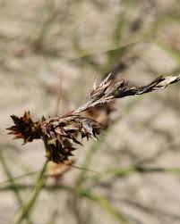 Attēlu rezultāti vaicājumam “Carex arenaria”
