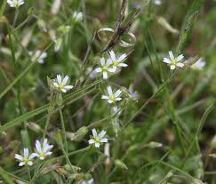 Attēlu rezultāti vaicājumam “Cerastium holosteoides”