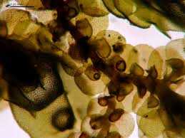 Attēlu rezultāti vaicājumam “Frullania dilatata”