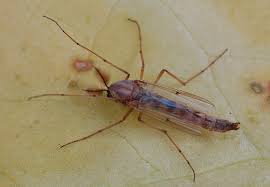 Attēlu rezultāti vaicājumam “Chironomidae imago”