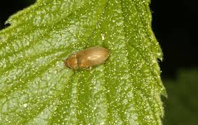 Attēlu rezultāti vaicājumam “Byturus tomentosus”