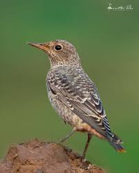 Image result for Monticola saxatilis