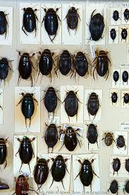 Attēlu rezultāti vaicājumam “Dytiscus sp.”