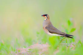 Attēlu rezultāti vaicājumam “Fringillidae”