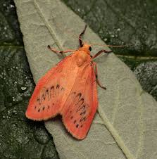 Attēlu rezultāti vaicājumam “Miltochrista miniata”