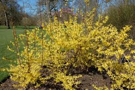 Attēlu rezultāti vaicājumam “Forsythia intermedia”