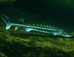 Image result for Acipenser medirostris