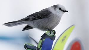 Image result for Bird
