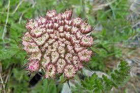 Attēlu rezultāti vaicājumam “Daucus carota subsp. carota”