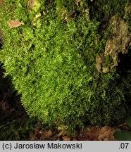 Attēlu rezultāti vaicājumam “Neckera complanata”