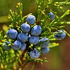 Attēlu rezultāti vaicājumam “Juniperus communis fruit”