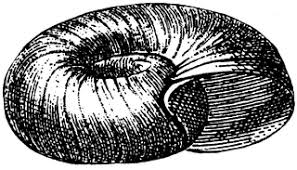 Attēlu rezultāti vaicājumam “Planorbis planorbis”