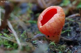 Attēlu rezultāti vaicājumam “Sarcoscypha austriaca var. lutea”