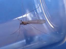 Attēlu rezultāti vaicājumam “Trichocera regelationis”