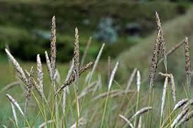 Attēlu rezultāti vaicājumam “Ammophila arenaria”