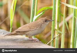 Image result for Locustella luscinioides