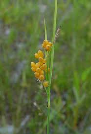 Attēlu rezultāti vaicājumam “Carex arenaria  fruit”