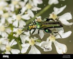 Attēlu rezultāti vaicājumam “Oedemeridae”