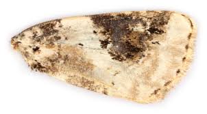 Attēlu rezultāti vaicājumam “Pseudeustrotia candidula”