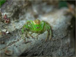 Attēlu rezultāti vaicājumam “Diaea dorsata female”