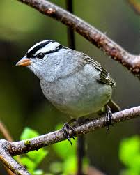 Image result for Zonotrichia leucophrys