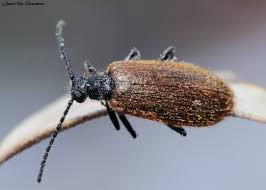 Attēlu rezultāti vaicājumam “Alloeotomus sp.”