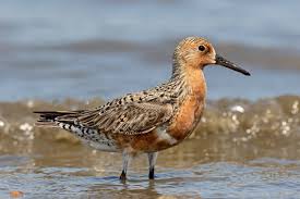 Image result for Calidris tenuirostris