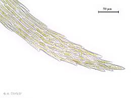 Attēlu rezultāti vaicājumam “Warnstorfia fluitans”