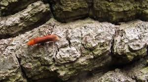 Attēlu rezultāti vaicājumam “Hylecoetus dermestoides female”