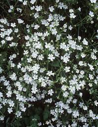 Attēlu rezultāti vaicājumam “Stellaria holostea”