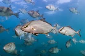 Image result for Seriola dumerili