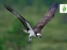 Image result for Pandion haliaetus