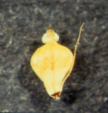 Attēlu rezultāti vaicājumam “Eleocharis palustris flower”