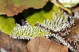 Attēlu rezultāti vaicājumam “Arcyria cinerea”