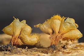 Attēlu rezultāti vaicājumam “Oligonema favogineum spores”