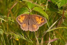 Attēlu rezultāti vaicājumam “Maniola jurtina male”