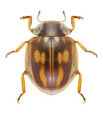 Attēlu rezultāti vaicājumam “Myzia oblongoguttata”