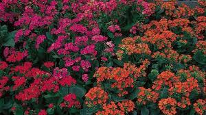 Image result for Kalanchoe blossfeldiana