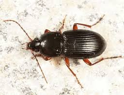 Attēlu rezultāti vaicājumam “Pterostichus sp.”