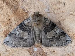 Attēlu rezultāti vaicājumam “Tethea or”