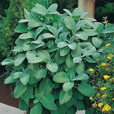 Image result for Salbei