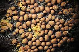 Attēlu rezultāti vaicājumam “Perichaena corticalis spores”