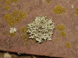 Attēlu rezultāti vaicājumam “Rhynchostegiella tenella sporophyte”